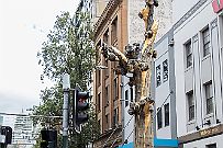 Australie 0309 0198 - Brisbane - Sydney Arbre recouvert de feuilles d'Or. Témoignage des premiers colons Chinois qui venaient y chercher de l'eau.