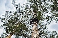 Australie 0324 1371 - Sud Perth Gloucester Park. 516 barreaux de fer entaillent l'arbre pour en faire un escalier en colimaçon. 60m de haut. Un étape à 30M