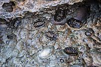 Australie 0328 1726 - Rottnes Island Autant l'image précédente, je suissûr qu'il s'agissait d'un crabe, mais là ... ?