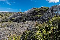 Australie 0328 1740 - Rottnes Island Comme des bonsais dans la position 