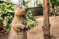 comp-quokka_1244_x_730 Photo emprunté au web : Un Quokka. (mammifère à poche ventrale) de 50 cm de haut, peu sauvages et familiers de l'homme. Simon en a vu un, mais il se promène de...