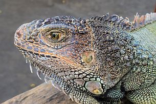 PB085382 Un bel iguane