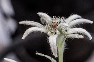 Japon -7264 Le hasard des stops en fourgon nous laisse sur un parking pour dormir et au matin nous découvrons un pépiniériste. Visite qui commence par une edelweiss.