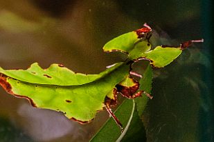 XT0A7249 Non, ce n'est pas une feuille mais un insecte qui l'imite.