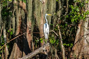 XT0B0627-2 Grande Aigrette (famille des hérons)