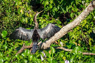 XT0B0705 Anhinga dAmérique