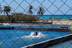 Perriere-Taiwan-4_6625 Ces batteurs d'eau sont là pour oxygéner l'eau des bassins à poissons (ou crustacés). Au fond, plage, palmiers et océan turquoise. -*-