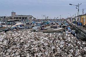 Perriere-Taiwan-4_7810 Si le beau temps manque, les coquilles sont abondantes. En fait, les huites sont vendues sans ! En bocal pour être cuisiner (en omelette par exemple). -*-