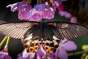 Perriere-Taiwan-3_1317-RAF-xo Les cerisiers en fleurs attirent les papillons. -*-