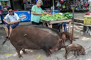 Thailande Marianne 2019 - IMG_20190522_084529 En route pour les cascades du parc national d'Erawan