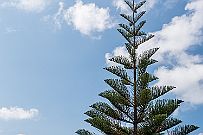 NZ -5608 Vous connaissez ? Alors allez à Norfolk Island (un confetti entre Australie, Calédonie et Zélande). C'est leur pin endémique. C'est aussi l'ile où Simon a...