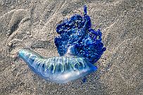 NZ -6179 Curieux non, de trouver la forme un peu beurk mais les couleurs magnifiques ! C'est une méduse flottante bleue.