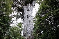 NZ -6397 Le plus vieux Kauri connu, Tane Mahuta (seigneur de la forêt en Maori)