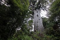 NZ -6399 Sa hauteur est de 52 mètres et il a une circonférence de 14 mètres. Son âge est estimé entre 1 250 et 2 500 ans.