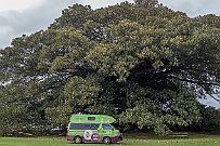 NZ -6729 Petit arbre et grand van ...
